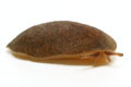 Laevicaulis alte semiadult